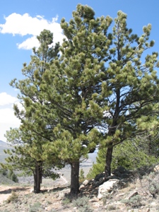 Pinus ponderosa